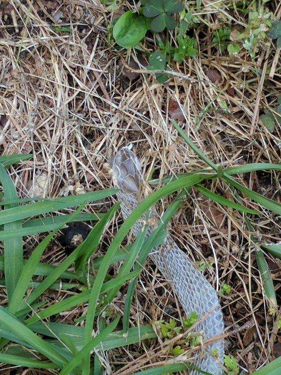 Charlottesville snake skin